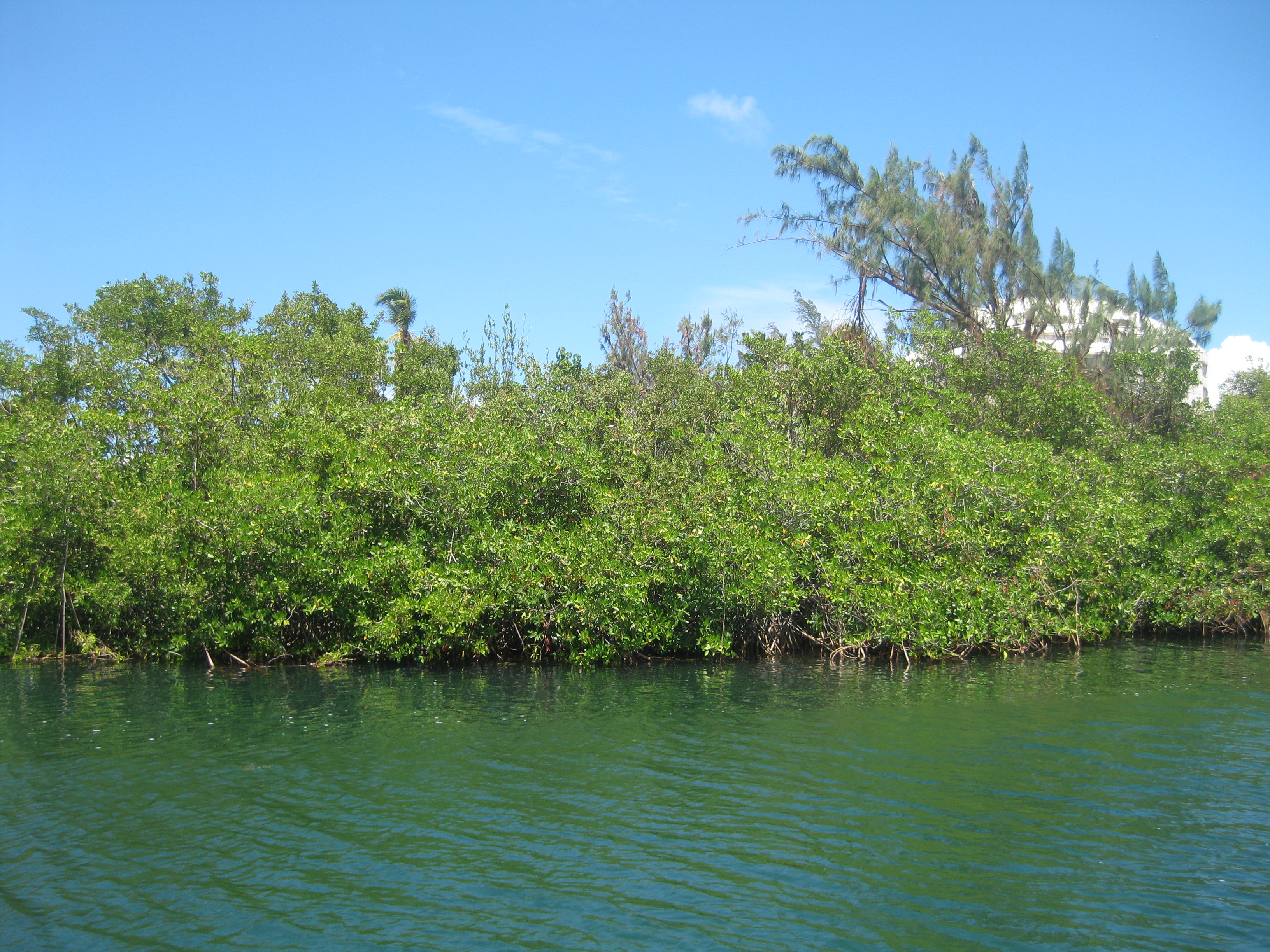 Mullet Pond